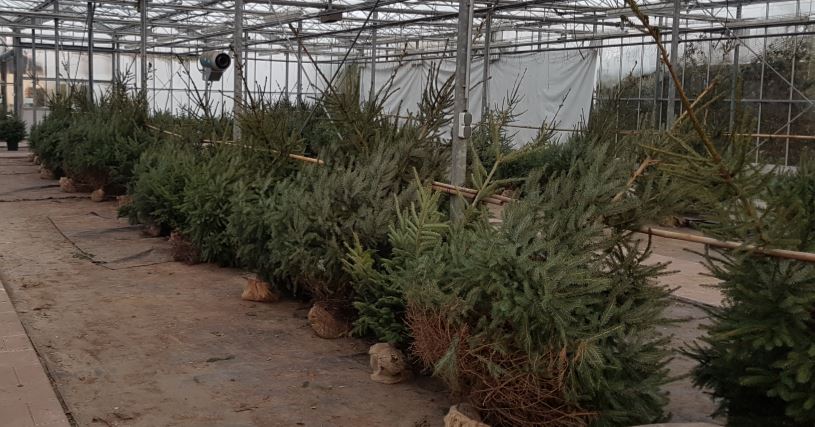 Kerstbomen zijn er in maten | Groencentrum en Hovenier